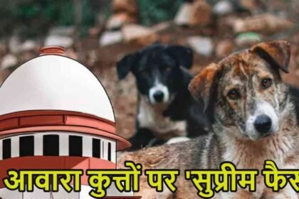 Supreme Court Verdict On Stray Dogs
