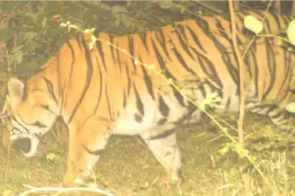 Tiger Attack Update
