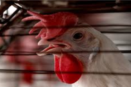 Bilaspur Bird Flu Alert 2026