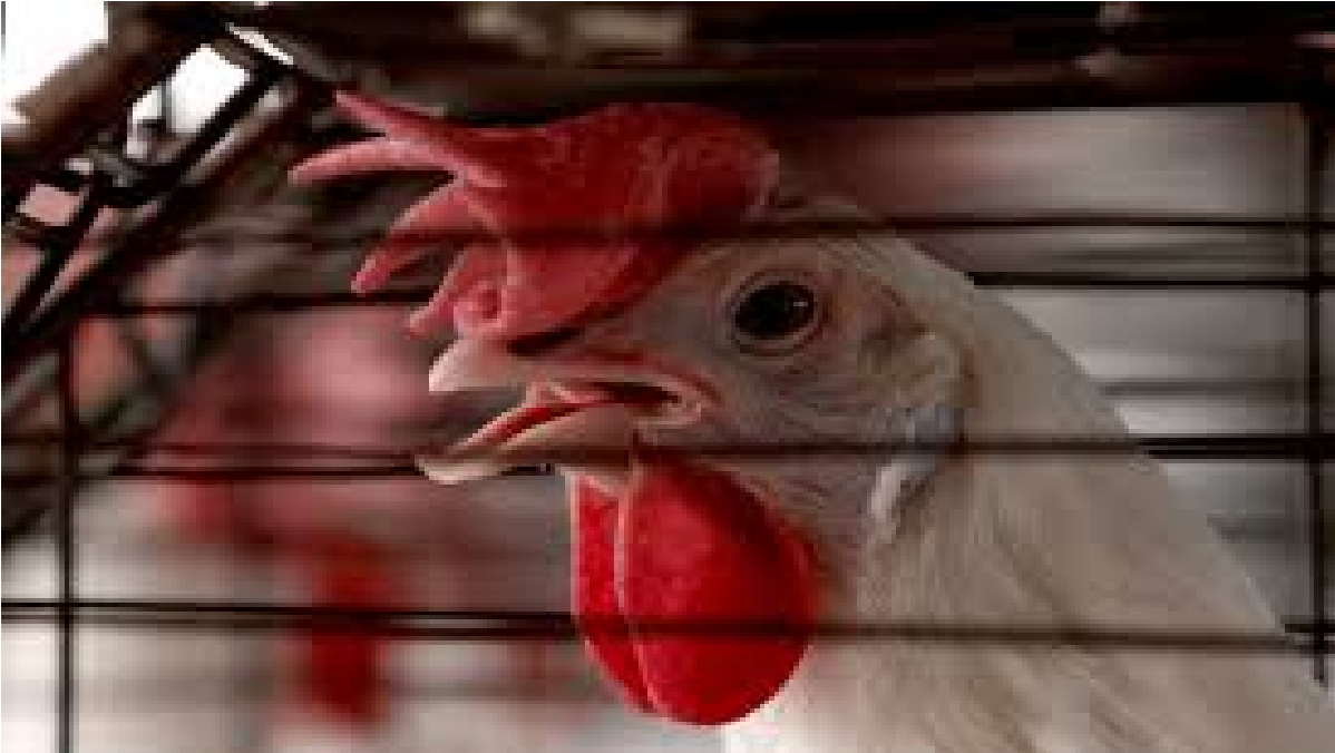 Bilaspur Bird Flu Alert 2026