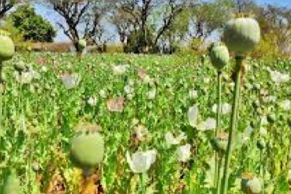 Opium Cultivation