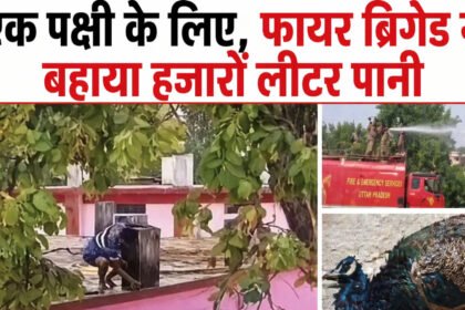 Chhattisgarh VIP Culture News