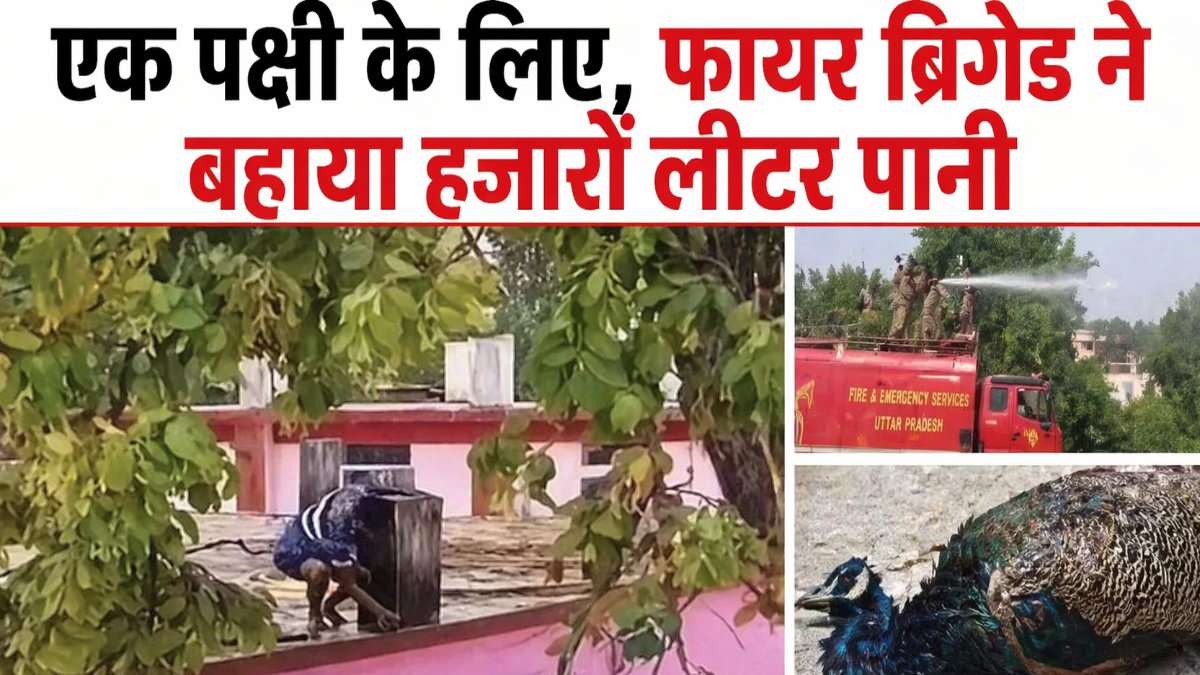 Chhattisgarh VIP Culture News